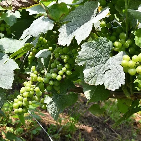 L'asperule Apartamento Rouvroy